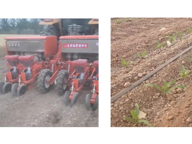 奧龍高產(chǎn)新模式播種玉米長勢(shì)良好